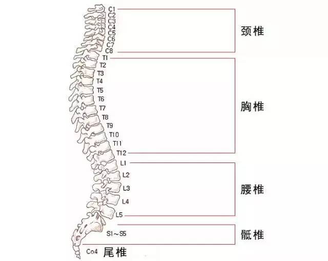 人体除了特定器官外,全部都受脊髓神经所支配,一旦脊髓神经系统受压迫